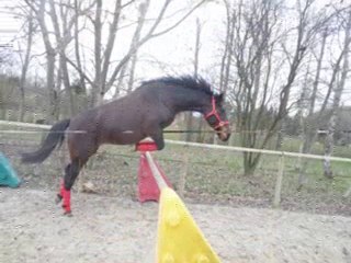 obstacle en liberté - Razièle