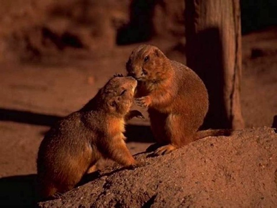 les marmottes