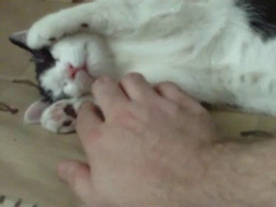 un chat quand ça dort, ça dort.