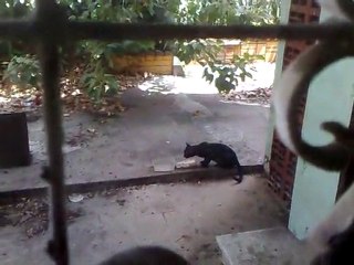 Panther Cat Secretly Eats Food