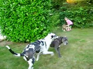 Les chiens s'amusent