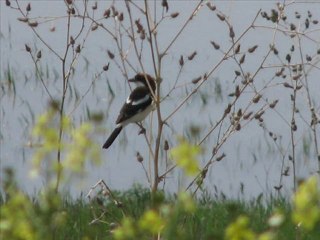 VAN YYÜ KUŞ GÖZLEM TOPLULUĞU ANISINA 2010