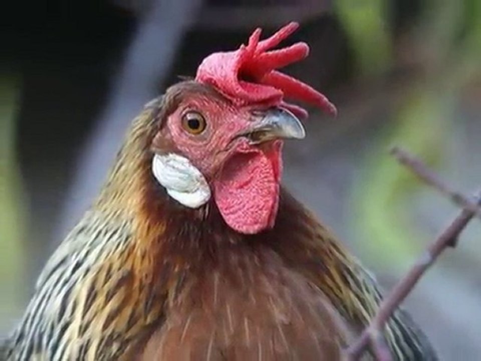 PHOTOSTORY CLARISSA (avi)