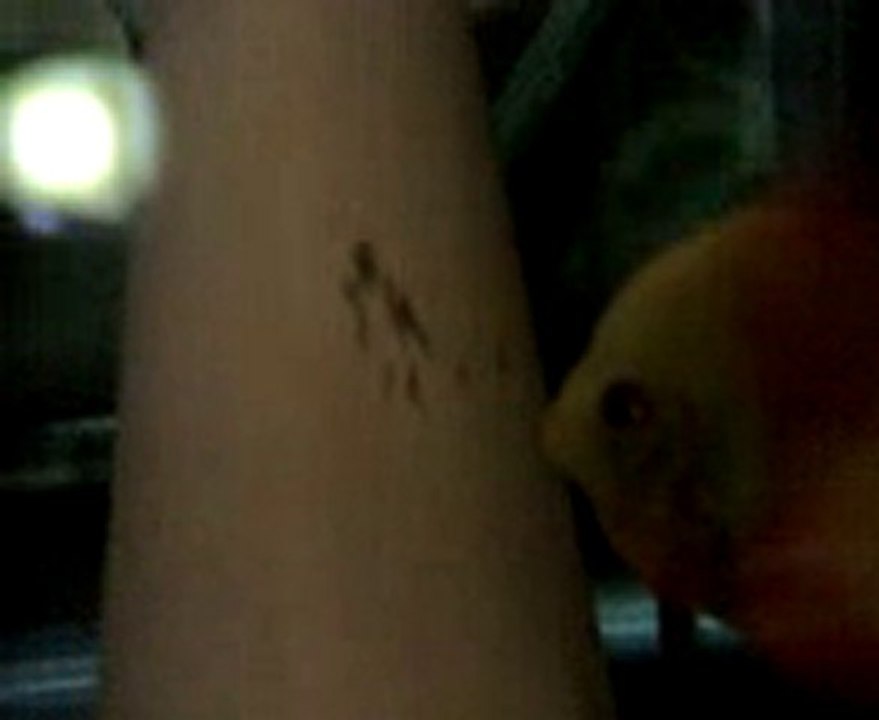 discus