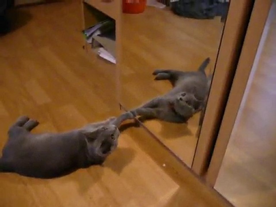 Orion qui joue avec lui