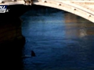 Squalo a Roma?