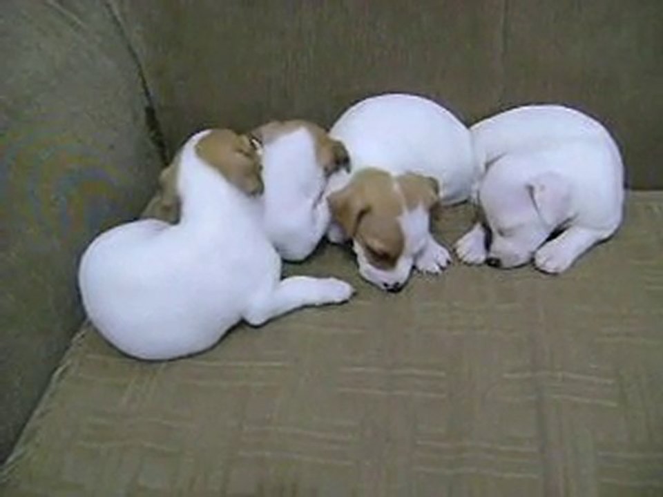 camada de jack russel terrier con mucho sueño 1