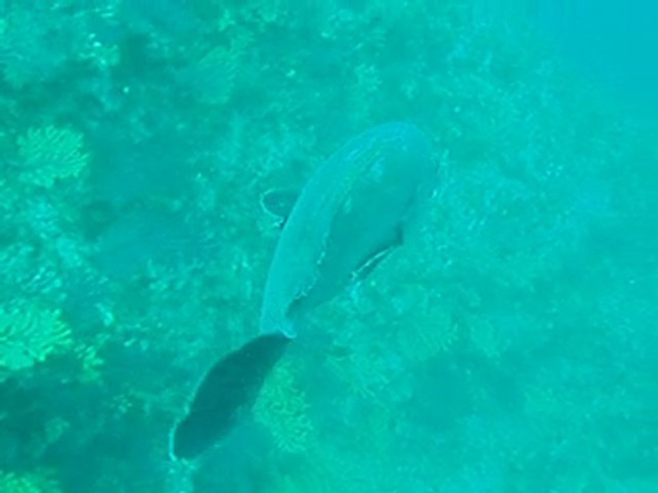 Epinephelus marginatus