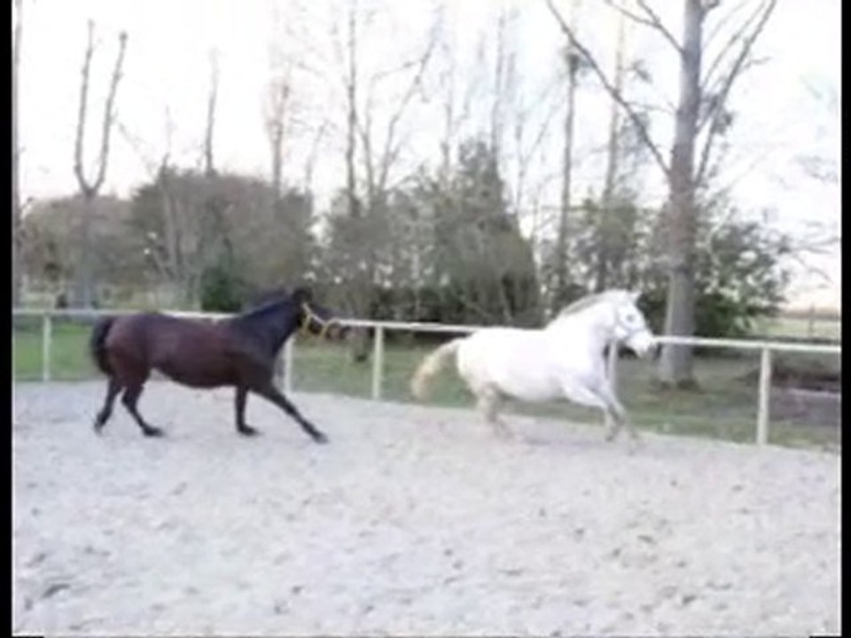 Razièle & Rola - travail en liberté de  2 juments