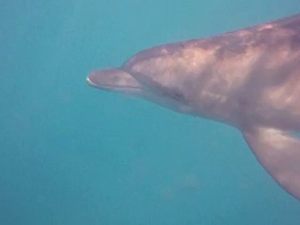 Tursiops truncatus
