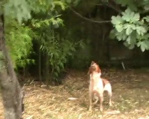 Django chasse les merles