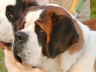 Avis de Recherche : Asia, Femelle Saint-Bernard