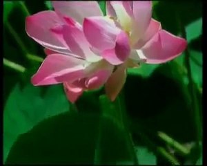 Sen'in Aşkın Allah'ım (c.c.)