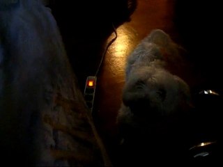 Ketty en vacances au Pays des Bichons-York