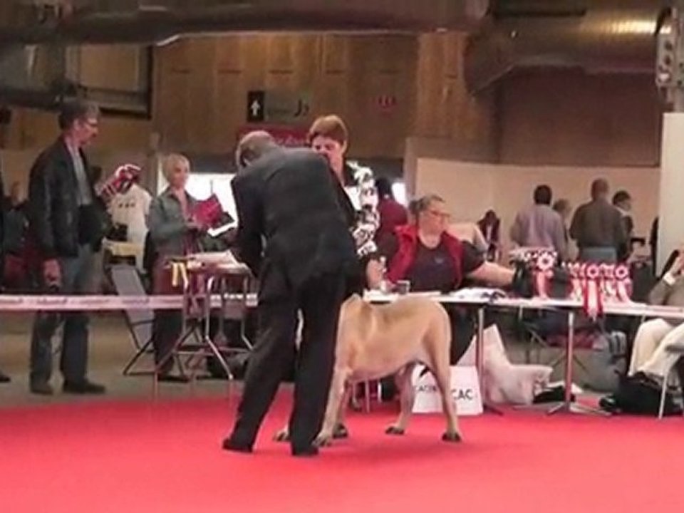 World Dog Show - Champion Male