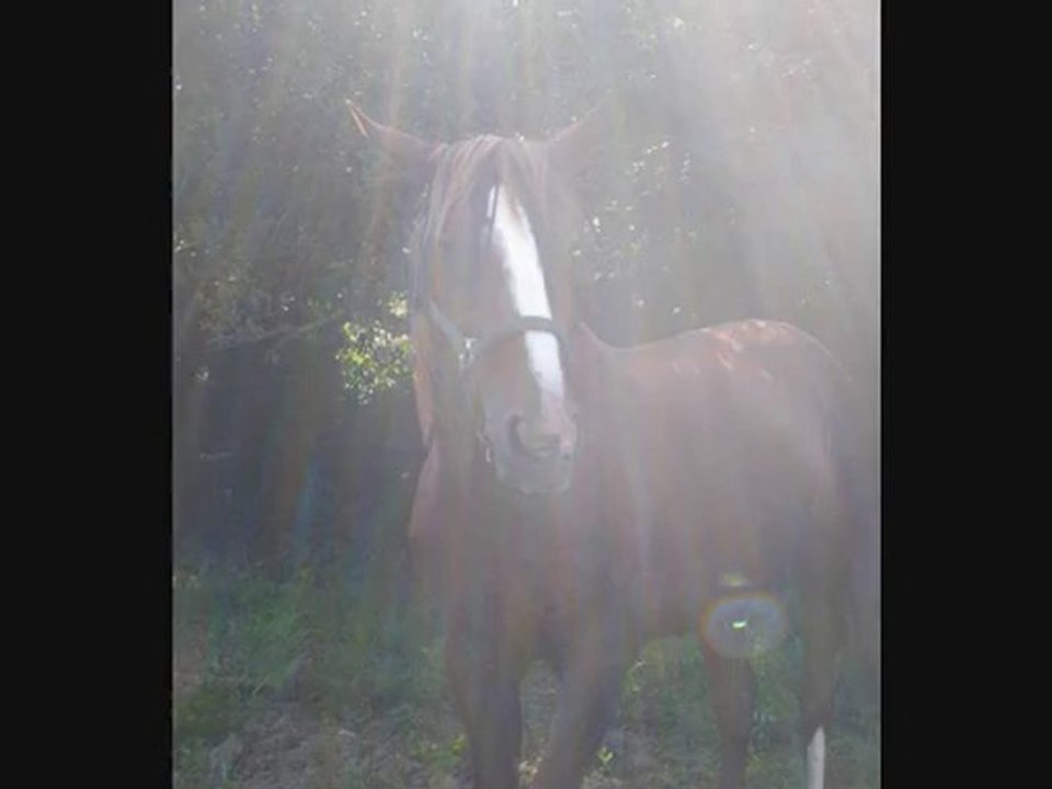 Mon cheval