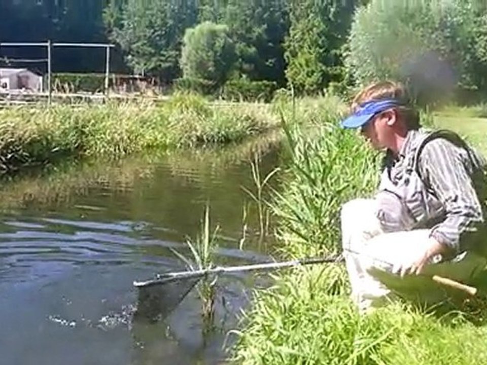 Saumon de fontaine...