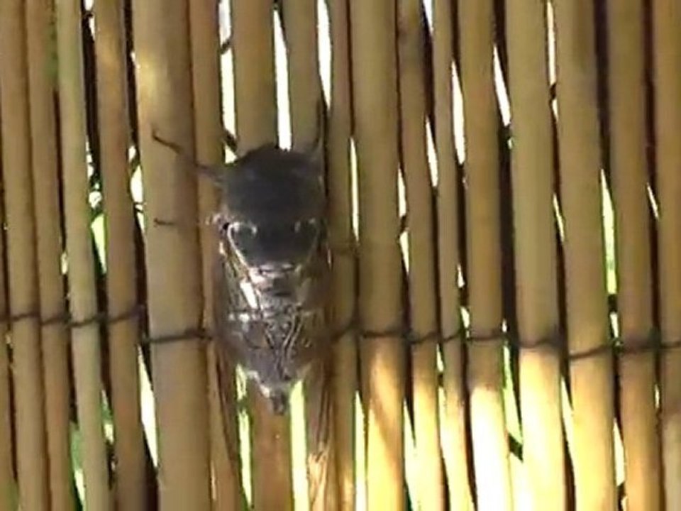 UNE INVITEE SURPRISE AU PETIT DEJEUNER