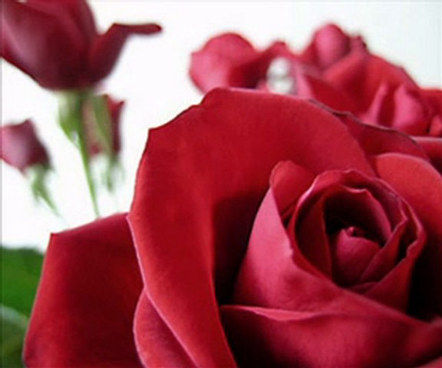 Açılan Bir Gül Gibi....Zeki Müren !!!