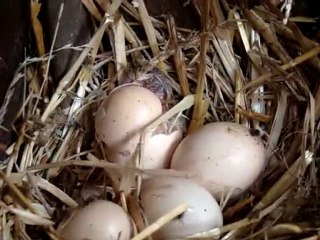 Naissance de Pimousse , suite