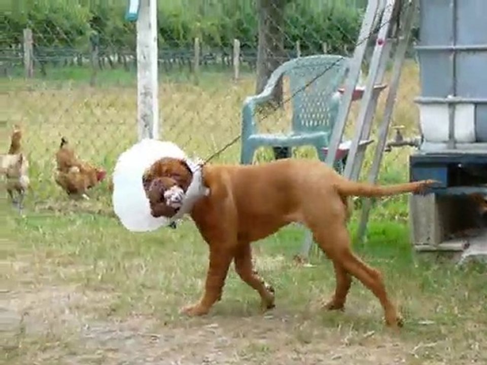 Dogue de bordeaux  4 mois 1/2