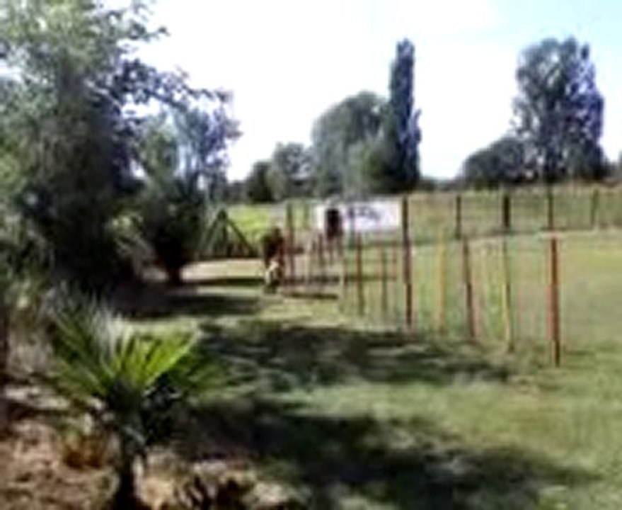 centre canin