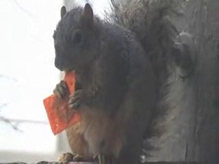 Obese Squirrel Marmot Enjoys peanutbutter Cracker