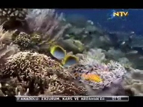 Deniz dibi İlahi Sanat Esmaul Husna