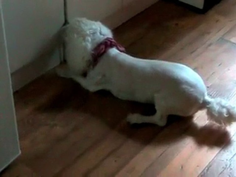 Cabinet crazy dog