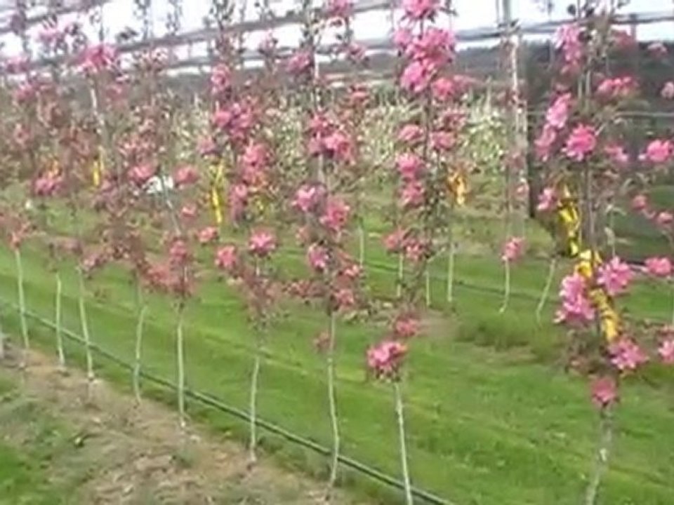 Redlove® Era® - a new apple revolution