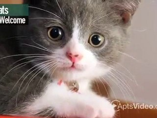 Crossview Courts Apartments in Houston, TX - ForRent.com