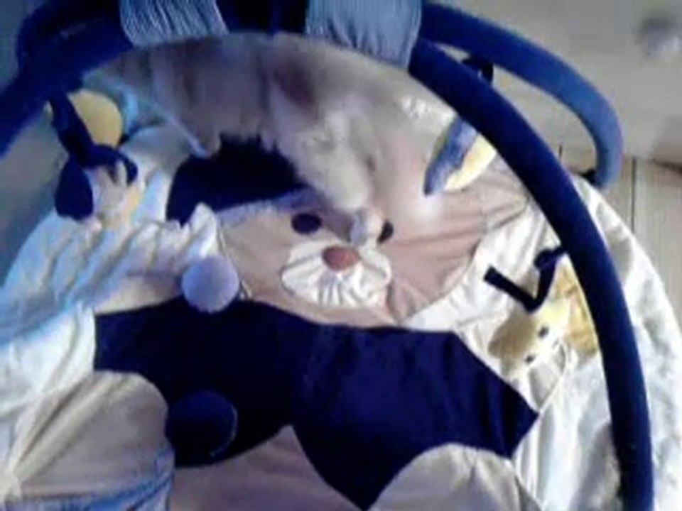 CHATTERIE DE L ANTRE DE CHRYSTAL / CHRYSTALBEAR CATTERY