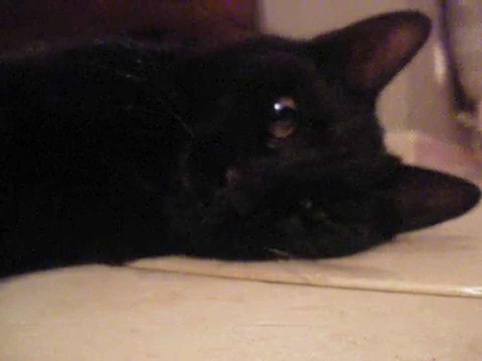 Mon chat