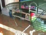 Il pappagallo che fa la vuvuzela