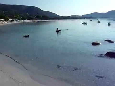 20100703 cheval palombagia 7