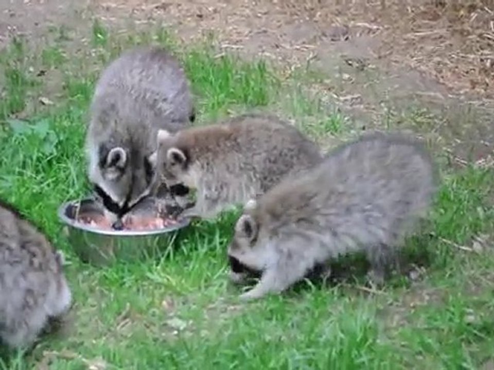 Waschbären beim Fressen im Wildgehege Hellenthal