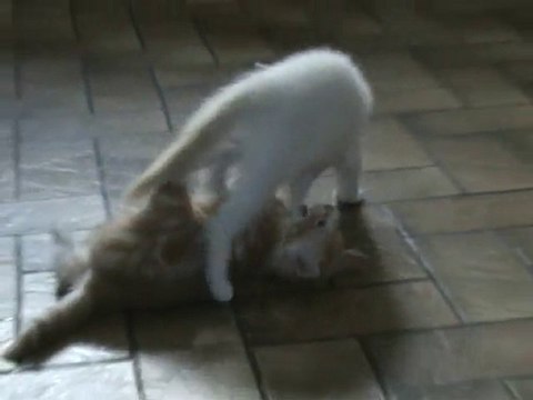 bataille de chatons Sandra et Sandrine au quotidien