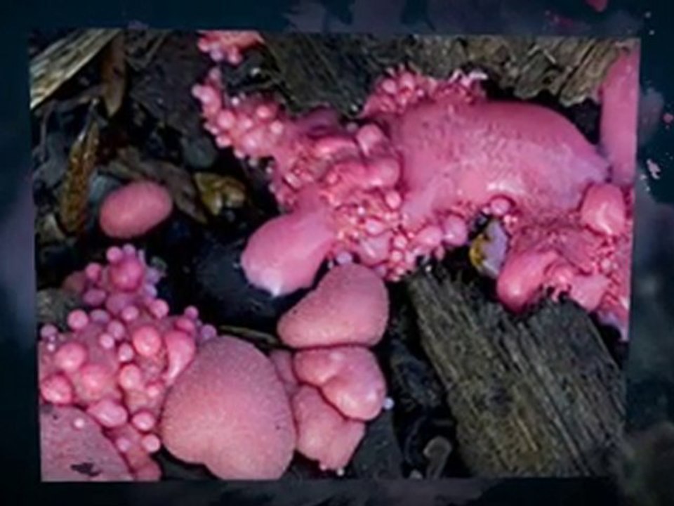Symptoms of Slime Mold Bostwick FL