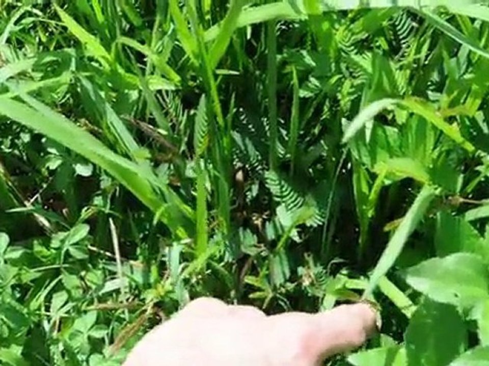 plante qui se ferme quand on la touche