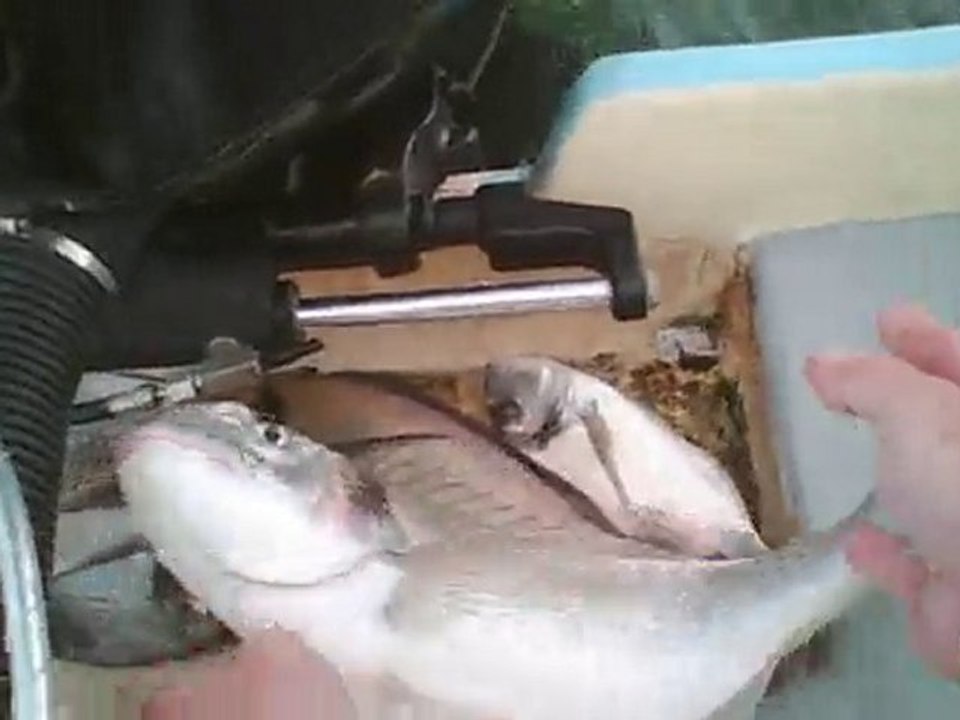 DAURADE ROYALE D'ARCACHON PAR BRUNO MEYRAT