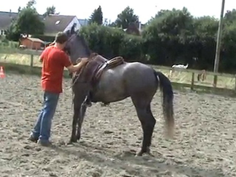 SALIMA AU DEBOURRAGE(pur sang arabe, lignée PERSIK/MOBROUKA)
