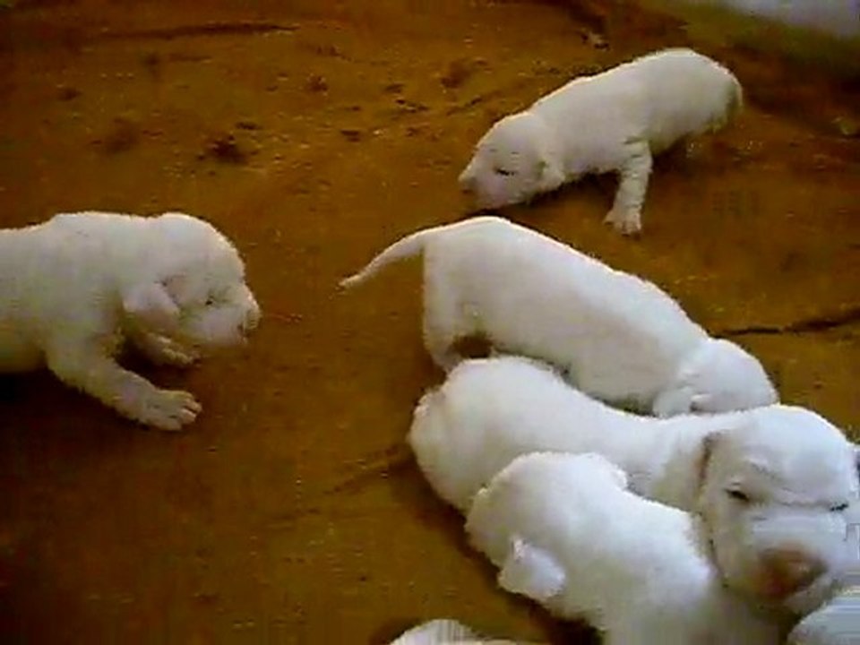 Les chiots de Aura et CKissKool