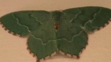 oog voor detail (14) groene mot