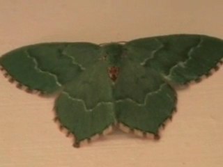 oog voor detail (14) groene mot