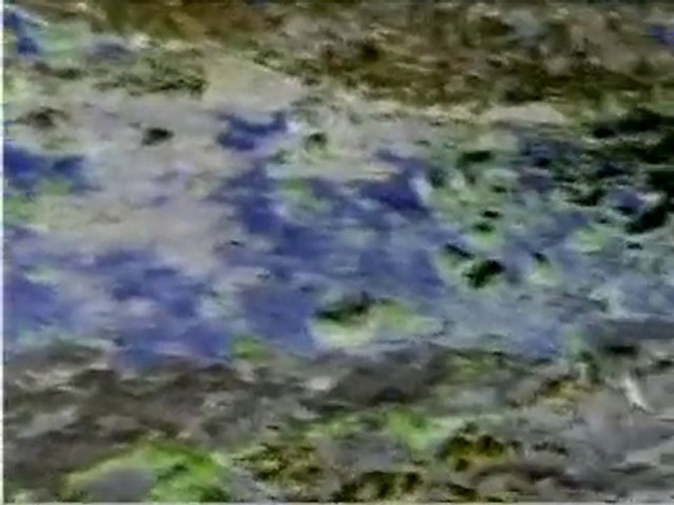 Magal - Swansong