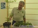 Bonsai plants Caring for Your Indoor Bonsai