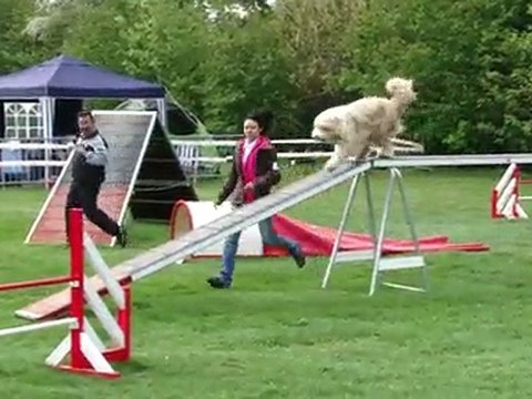 Cheese au concours de Terves (mai 2010)