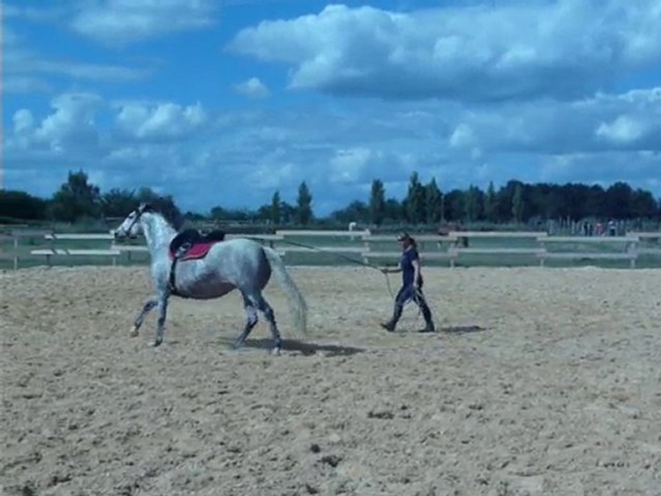 Pakita_galop en longe bis _17/07/2010