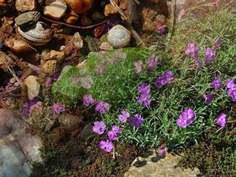 mon jardin 2010 mai_HD