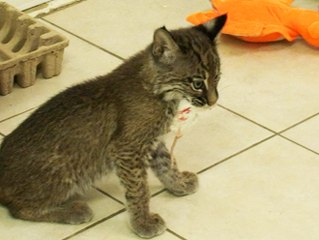 BOBCAT KITTENS Vs Rats/Chicks/Mice!